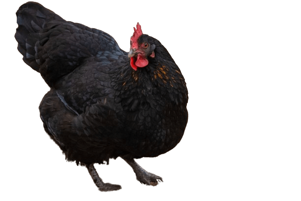 Australorp