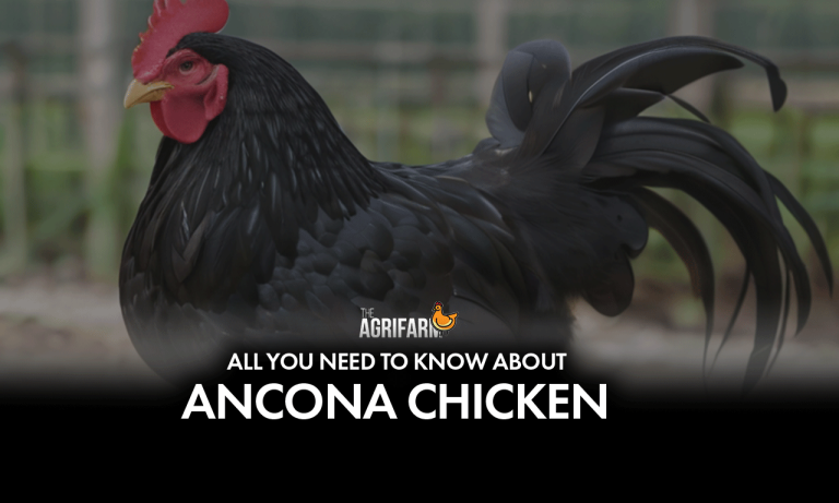 Ancona Chicken: A Comprehensive Guide to Raising and Caring for this Fascinating Breed