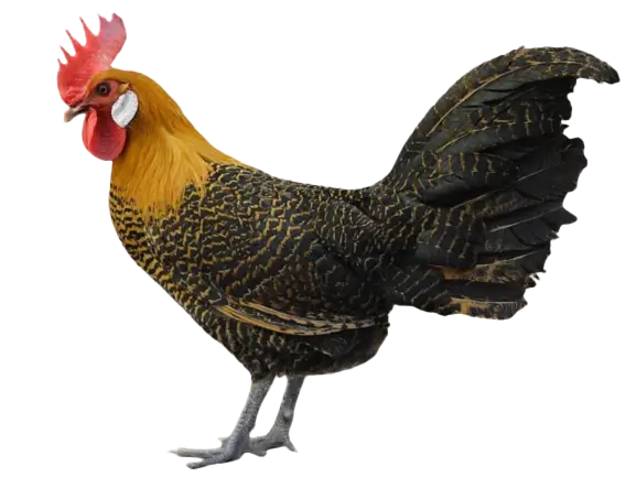 Campine chicken