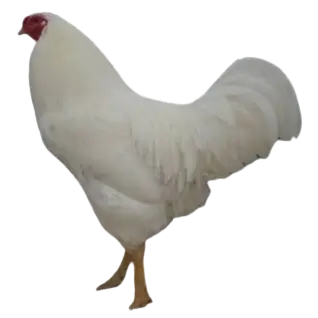 Chantecler chicken