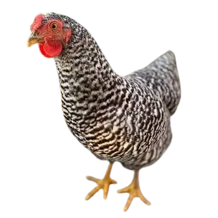 Dominique chicken