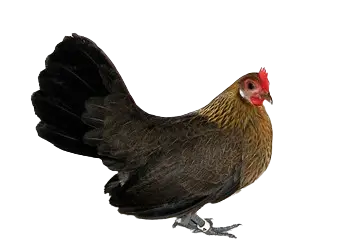 Dutch Bantam