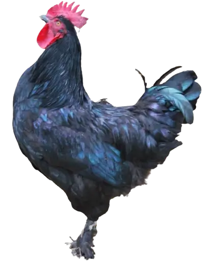 Estaires chicken