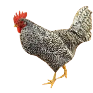 Holland chicken