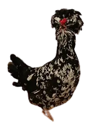 Houdan chicken