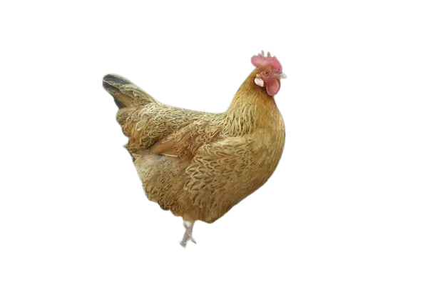 Hrvatica chicken