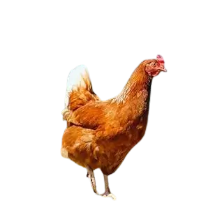 Hyline chicken