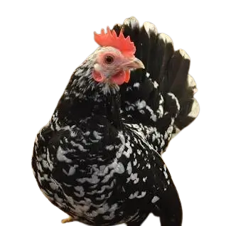 Japanese Bantam