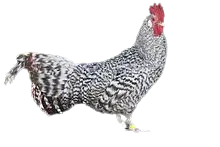 Krüper chicken