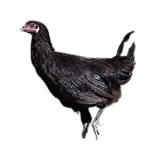 La Flèche chicken