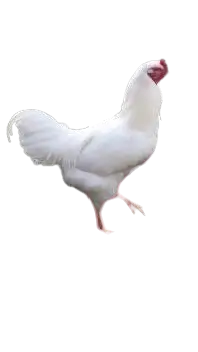 ixworth chicken