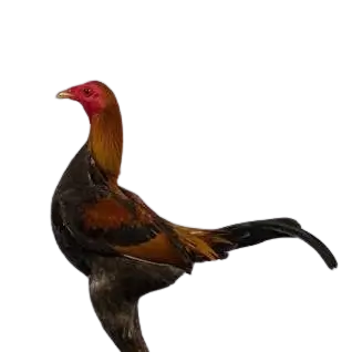 Modern Game Chicken